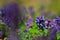Forest purple flowers
