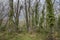 Forest of Pyrenean oak, Quercus pyrenaica