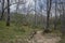 Forest of Pyrenean oak, Quercus pyrenaica