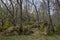 Forest of Pyrenean oak, Quercus pyrenaica