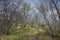 Forest of Pyrenean oak, Quercus pyrenaica