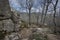 Forest of Pyrenean oak, Quercus pyrenaica