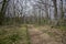 Forest of Pyrenean oak, Quercus pyrenaica