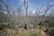 Forest of Pyrenean oak, Quercus pyrenaica