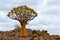 Forest Quiver Aloe dichotoma growing among large granite stones, Keetmanshoop, Namibia