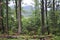 forest after the rain in the mountains