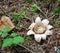 Forest rain mushroom opened up like flower