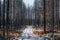 Forest ravaged by fire at HÃ¤lleskogsbrÃ¤nnan in Sweden