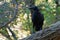 Forest Raven - Corvus tasmanicus known as the Tasmanian raven, passerine birdCorvidae native to Tasmania, southern Victoria, Portl