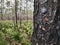 A forest recovering from a fire incident