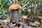 Forest red-capped scaber stalk Leccinum aurantiacum close up.With small part of cap damaged. Fungi, mushroom in the summer fores