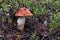 Forest red-capped scaber stalk Leccinum aurantiacum with white leg after rain close up. Surrounded by pine needles and cranberry