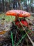 Forest red mushroom amanita