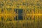 Forest Reflected On Big Nictau Lake In New Brunswick