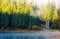 Forest reflection on foggy surface of Synevyr lake