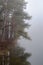 Forest reflections on the lake in the Mist