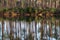 Forest reflections at Long Pine Key Lake