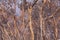 A forest regenerating after bushfire in The Blue Mountains in Australia