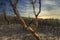 A forest regenerating after bushfire in The Blue Mountains in Australia