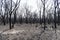 A forest regenerating after bushfire in The Blue Mountains in Australia