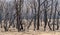 A forest regenerating after bushfire in The Blue Mountains in Australia