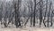 A forest regenerating after bushfire in The Blue Mountains in Australia