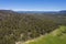 Forest regeneration after bushfire in The Blue Mountains