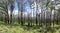 Forest regeneration after bushfire in Kanangra-Boyd National Park in regional Australia