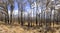 Forest regeneration after bushfire in Kanangra-Boyd National Park in regional Australia