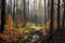 forest regrowth contrasting against burnt remains