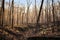 forest regrowth contrasting against burnt remains