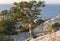 Forest of relic junipers on the coastal rocks.