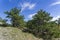 Forest of relict pines on the mountainside