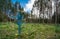 Forest renewal. Young spruce detail. Picea. Blue painted needles