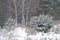 Forest renewal. Young spruce trees covered with snow in a cold winter forest. Christmas, seasons, nature, environmental