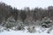 Forest renewal. Young spruce trees covered with snow in a cold winter forest. Christmas, seasons, nature, environmental