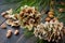 Forest resinous hulled fir-cones with fir nuts and needle branch