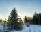 forest restoration after felling and fires young Scots pine saplings