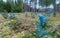 Forest restoration. Young pines detail. Pinus. Blue painted needles