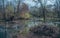 Forest rill in spring morning