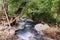 Forest and river in Cyprus