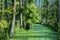 Forest river duckweed covered among alder trees