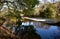 Forest with river, exuberant vegetation and waterfall. Trees with autumn colours and water reflections. Galicia, Spain.