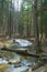 Forest and river with fallen trunks