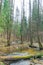 Forest and river with fallen trunks