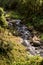 Forest with the river, Sao Miguel, Azores