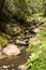 Forest with the river, Sao Miguel, Azores