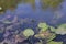 Forest river with water lilies green leaves and aquatic plants o