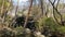 Forest with a river and a  waterfall in Japan