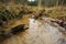 Forest rivulet with three stumps